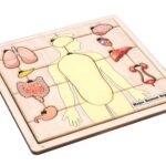 Major Organs of the Human Body Puzzle with Nomenclature Cards (3-6) | Montessori Materials | Human Anatomy | Three Part Cards