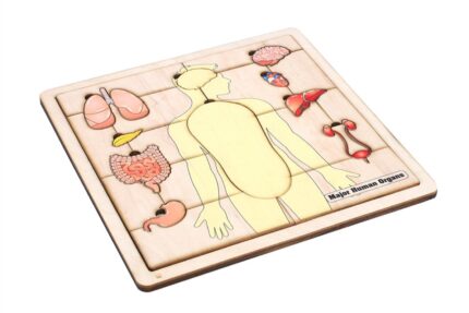 Major Organs of the Human Body Puzzle with Nomenclature Cards (3-6) | Montessori Materials | Human Anatomy | Three Part Cards