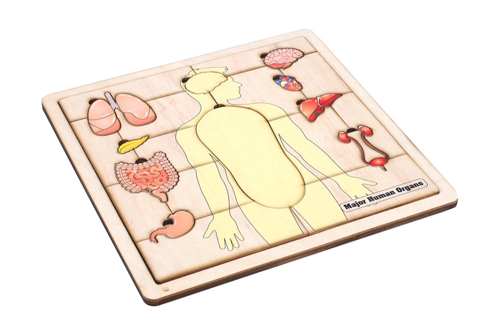 il_1588xN.4328896838_g9yy.jpg Major Organs of the Human Body Puzzle with Nomenclature Cards (3-6) | Montessori Materials | Human Anatomy | Three Part Cards - Image 1