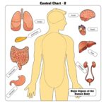 Major Organs of the Human Body Puzzle with Nomenclature Cards (3-6) | Montessori Materials | Human Anatomy | Three Part Cards - Image 5