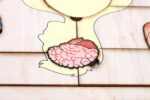 Major Organs of the Human Body Puzzle with Nomenclature Cards (3-6) | Montessori Materials | Human Anatomy | Three Part Cards - Image 3
