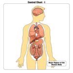 Major Organs of the Human Body Puzzle with Nomenclature Cards (3-6) | Montessori Materials | Human Anatomy | Three Part Cards - Image 4