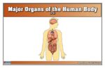 Major Organs of the Human Body Puzzle with Nomenclature Cards (3-6) | Montessori Materials | Human Anatomy | Three Part Cards - Image 6