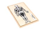 Parts of a Human Skeleton Puzzle | Montessori Puzzle | Human Skeleton | Human Anatomy | Learning and School | Homeschooling - Image 2