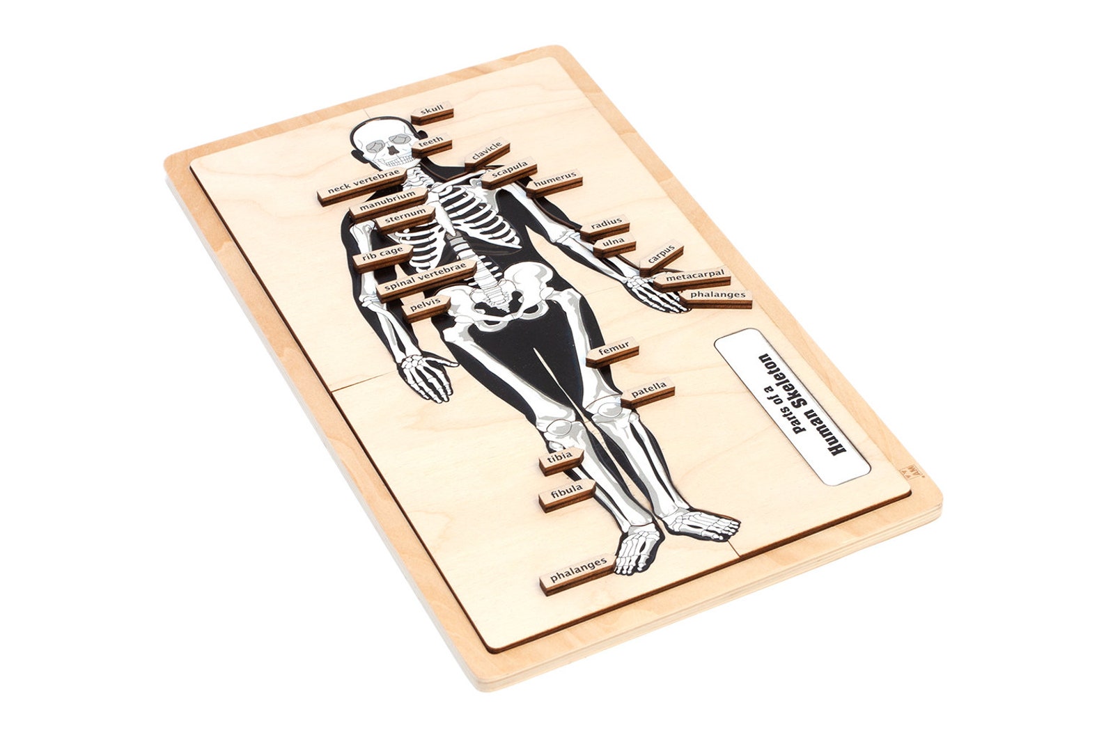 il_1588xN.4647957683_k6l1.jpg Parts of a Human Skeleton Puzzle | Montessori Puzzle | Human Skeleton | Human Anatomy | Learning and School | Homeschooling - Image 1