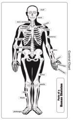 Parts of a Human Skeleton Puzzle | Montessori Puzzle | Human Skeleton | Human Anatomy | Learning and School | Homeschooling - Image 3