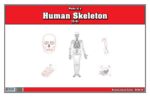 Parts of a Human Skeleton Puzzle | Montessori Puzzle | Human Skeleton | Human Anatomy | Learning and School | Homeschooling - Image 4