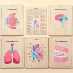 Human Anatomy Wooden Book for Kids, Learning Body Parts Puzzle, Educational Biology Toys, Preschool Learning Anatomy