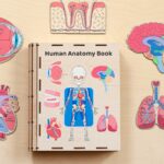 Human Anatomy Wooden Busy Book for Kids by EcoBabyPuzzle, Human Organs Puzzle, Toddler Curriculum, Montessori Toys, Educational Gifts