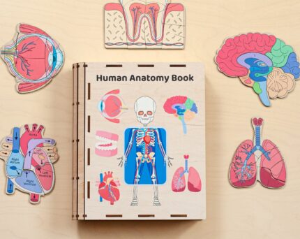 Human Anatomy Wooden Busy Book for Kids by EcoBabyPuzzle, Human Organs Puzzle, Toddler Curriculum, Montessori Toys, Educational Gifts