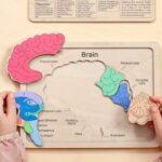 Anatomy book for kids, Montessori toys, Wooden anatomy puzzle, Educational toys, Birthday kids gift, Learning anatomy preschool curriculum