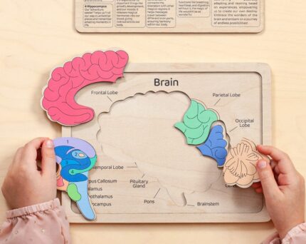 Anatomy book for kids, Montessori toys, Wooden anatomy puzzle, Educational toys, Birthday kids gift, Learning anatomy preschool curriculum
