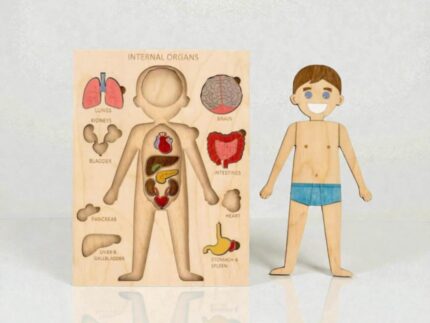 Paintable Wooden Anatomy Toy – DIY Human Body, Montessori Learning