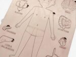 Paintable Wooden Anatomy Toy – DIY Human Body, Montessori Learning - Image 2