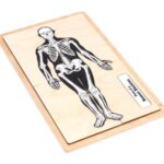 Parts of a Human Skeleton Puzzle | Montessori Puzzle | Human Skeleton | Human Anatomy | Learning and School | Homeschooling - Image 6