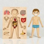 Paintable Wooden Anatomy Toy – DIY Human Body, Montessori Learning - Image 4