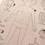 Paintable Wooden Anatomy Toy – DIY Human Body, Montessori Learning - Image 5